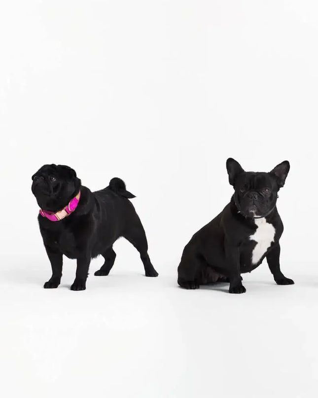 Many Mornings Socks - Tiny Little Dogs