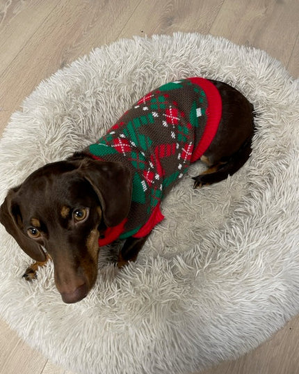 Brown Dog Christmas Sweater